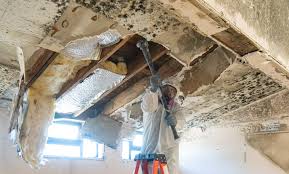 Why You Should Choose Our Mold Remediation Services in Commerce, GA